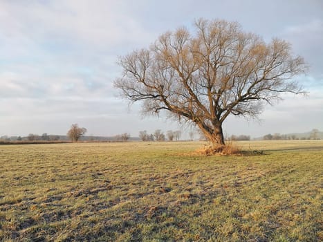 lonely tree on field in winter