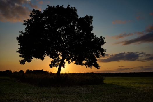 Oak tree in sunset, Fischland-Darß, Mecklenburg-West Pomerania, Germany