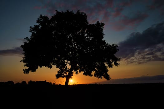 Oak tree in sunset, Fischland-Darß, Mecklenburg-West Pomerania, Germany