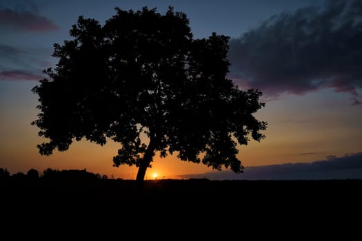 Oak tree in sunset, Fischland-Darß, Mecklenburg-West Pomerania, Germany
