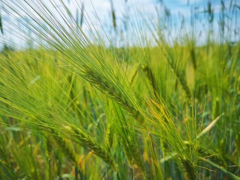 Barley field in the state of Brandenburg, Germany