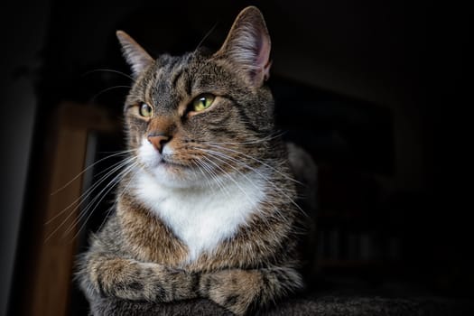 young tabby cat relaxing, european shorthair cat