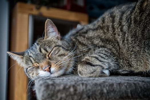 young tabby cat relaxing, european shorthair cat