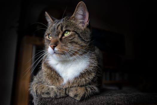 young tabby cat relaxing, european shorthair cat