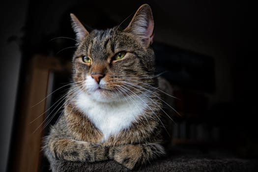 young tabby cat relaxing, european shorthair cat