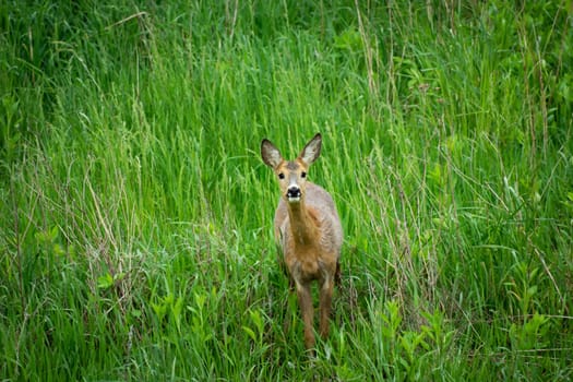 Beautiful young roe deer standing in green dense grass, spring day