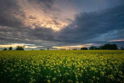 Yellow rape field and cloudy evening clouds, Zarzecze, Poland