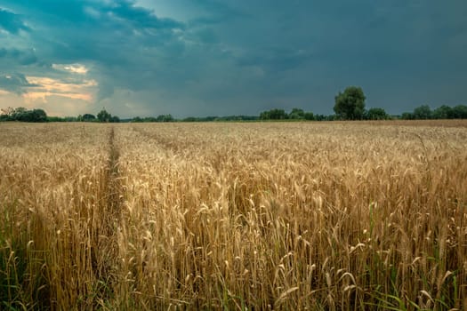 A field of triticale and dark rain clouds in the sky, summer view in eastern Poland