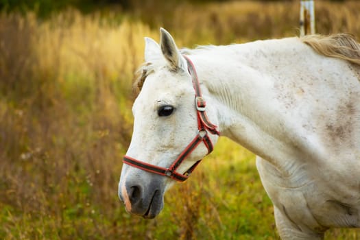 Portrait of a white horse on a meadow, October day