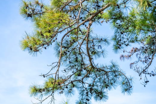 The treetops pine against the blue sky