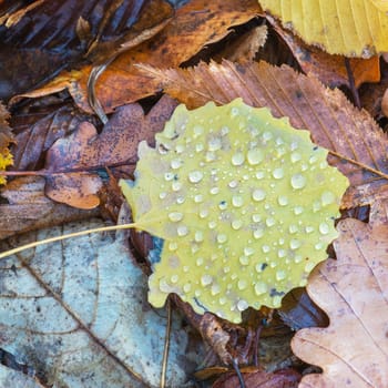 Colourful autumn leaves