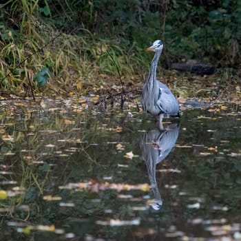 grey heron (Ardea cinerea) standing motionless in a small pond