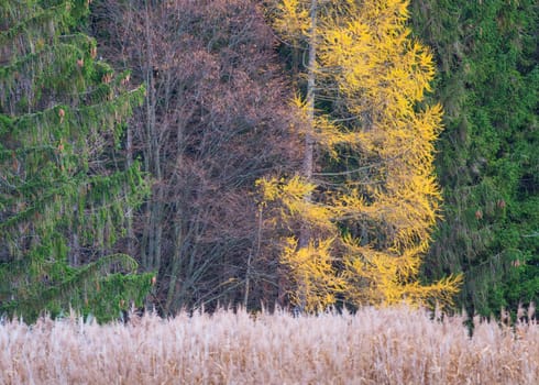 layers of autumn colour on trees