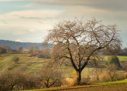 Bare trees in late autumn