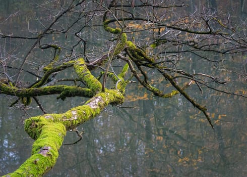 Tree branches covered with moss. Branchy forest in moss. Mossy forest with branchy trees. Mossy tree branches