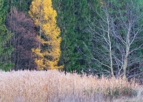 Bare trees in late autumn