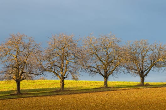 Bare trees in late autumn