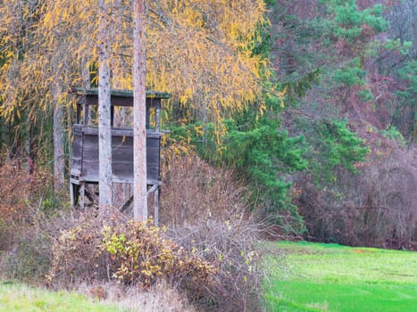 Deer stand in the forest