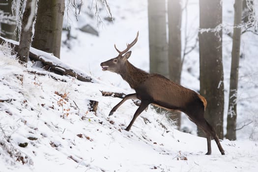 Red deer, cervus elaphus, in movement in white forest in wintertime. Antlered mammal running in snowy woodland in winter. Brown stag sprinting on snow.