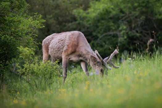 Red deer, cervus elaphus, with velvet antlers grazing on pasture in summer. Stag feeding on grassland in summertime. Brown male mammal standing on meadow.