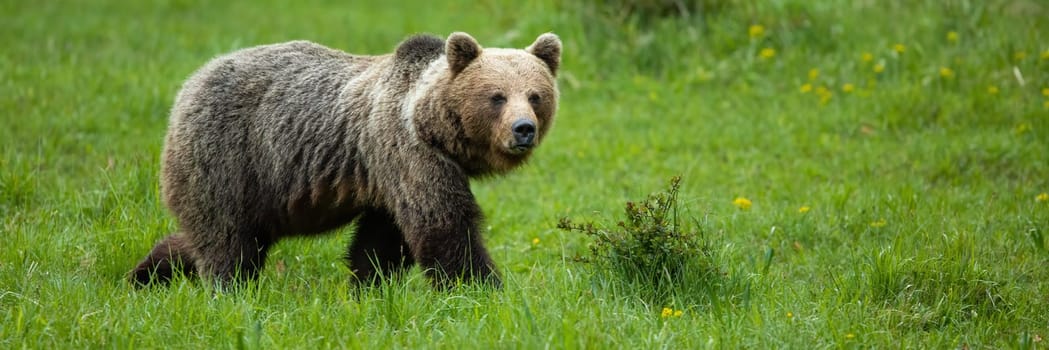 Brown bear, ursus arctos, walking on fresh grassland in summer with copy space. Large mammal moving on field in panoramic shot. Big predator marching on meadow.
