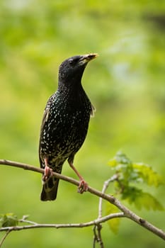 Common starling, sturnus vulgaris, holding insect in beak on twig in summer. Dark bird sitting on branch in green nature. Black feathered animal with white spots feeding on tree.