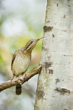 Eurasian wryneck, jynx torquilla, catching an ant on a tree in forest. Brown spotted bird sticking out a long tongue and hunting insect in vertical composition. Animal wildlife in nature.