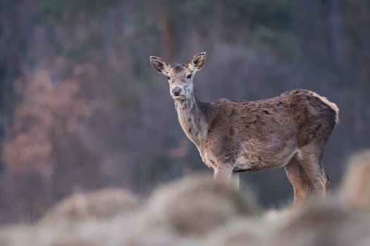 Female red deer, cervus elaphus, watching on meadow in autumn nature. Hind looking to the camera on field in fall. Brown mammal staring on glade in faded environment.