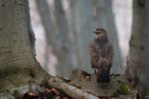 Common buzzard, buteo buteo, sitting on stump in forest in autumn. Bird of prey observing in woodland form back. Brown majestic animal looking on tree in fall.