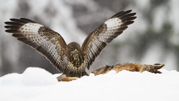Common buzzard, buteo buteo, landing on snow next to dead prey in winter. Bird of prey sittin at killed animal on white pasture. Feathered predator with open wings in wintertime.