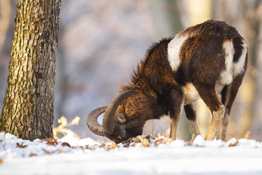 Mouflon, ovis orientalis, feeding in snowy forest in wintertime nature. Male wild sheep grazing in white woodland. Mammal with curved horns eating in snow.