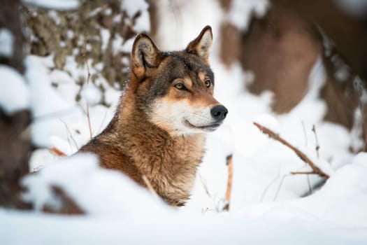 Attentive wolf, canis lupus, looking in winter environment in close-up. Grey hunter observing in snowy nature in wintertime. Wild predator watching in white habitat.