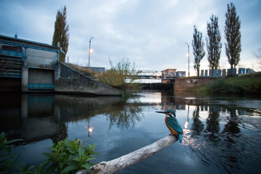 Common kingfisher, alcedo atthis, sitting in front of dam on a regulated river. Wide angle composition of a bird resting on a twig in the middle of the city. Animal wildlife in urban environment.