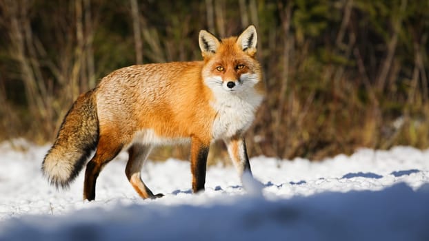 Red fox, vulpes vulpes, observing on white glade in winter sunlight. Orange fluffy mammal walking on snow in wintertime sun. Furry wild animal looking on snowy meadow.