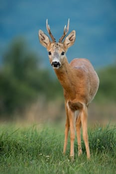 Roe deer, capreolus capreolus, staring on grassland in summer in vertical shot. Roebuck looking to the camera on green field. Antlered mammal watching on meadow.
