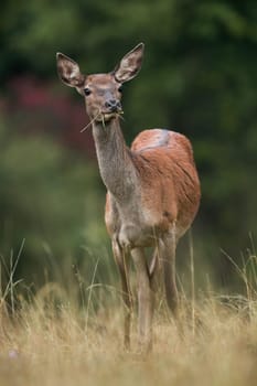 Red deer, cervus elaphus, looking on grassland in autumn in vertical shot. Hind grazing on dry meadow in fall from front. Female mammal watching on field.