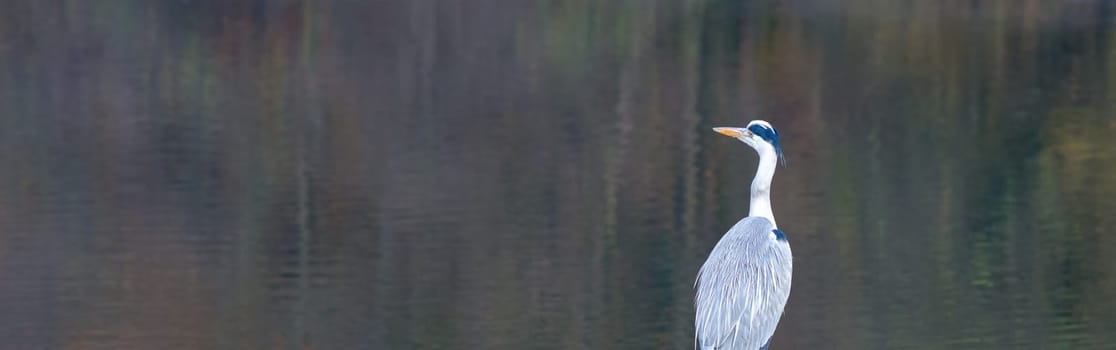 grey heron by the lake