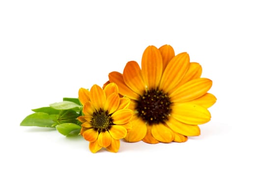 calendula flowers on white background