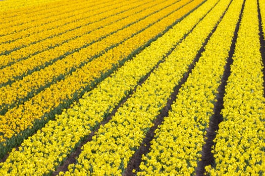 narcissus field in the Netherlands - yellow daffodil flowers