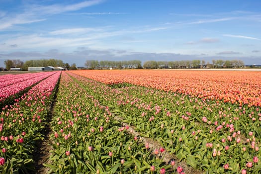 tulip field in the Netherlands - orange and pink tulips