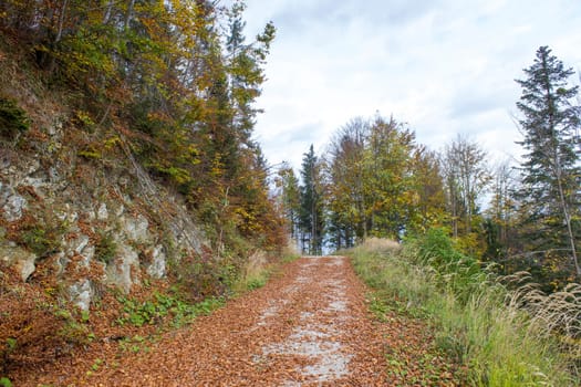 autumn forest in Alps, Upper Austria, Austria