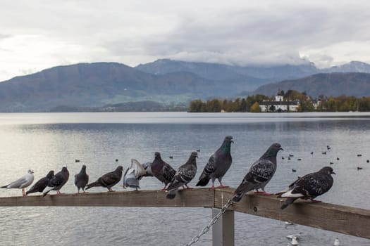pigeons in Gmunden at Traunsee, Austria, Europe