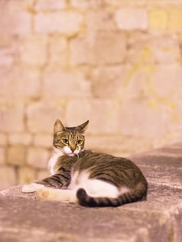 Cat sitting on a wall at night in sibenik