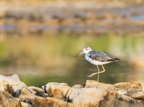 shorebird on rocks on the coast