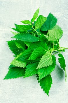 Fresh nettle bunch and wooden rustic mortar.