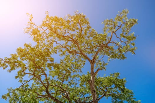 The treetops against the blue sky background