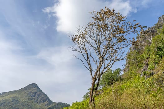 Tropical forest trees and mountain natural landscape