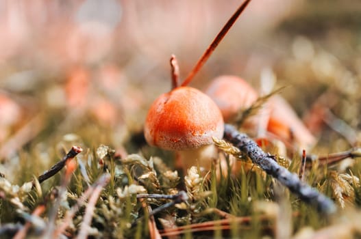 Toadstool in a heather field in the forest. Poisonous mushroom. Red cap with white spots. Close up from nature in forest