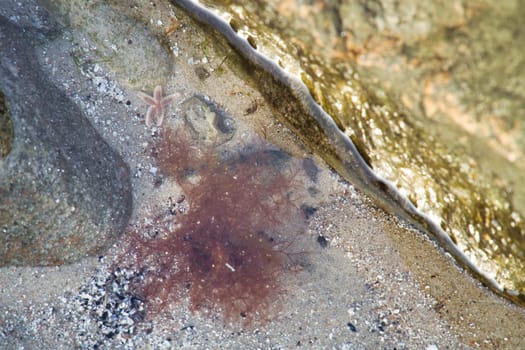 Starfish underwater lying in sand in front of sea tank. Marine animal on the coast of Denmark. Animal shot from the sea