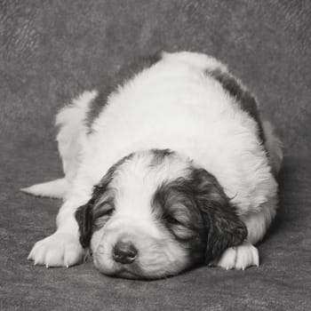 The cute sad puppy is lying down, sick dog or illness of pets concept.
